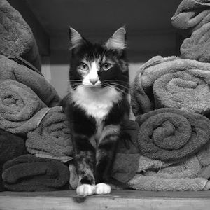 Meet your Posher, Cooper